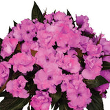 5" pot - Impatiens Roller Coaster