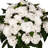 5" pot - Impatiens Roller Coaster