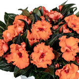 5" pot - Impatiens Roller Coaster
