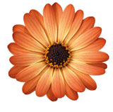 5" pot - Osteospermum (African Daisy)