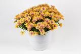 5" pot - Osteospermum (African Daisy)