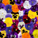 14" pot - Pansy Bowl