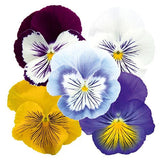 14" pot - Pansy Bowl