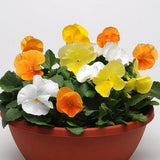 14" pot - Pansy Bowl