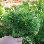 Herb - 4" pot