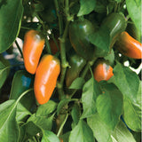 Vertical Farmer - 11" Patio Pots with Trellis