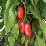 Vertical Farmer - 11" Patio Pots with Trellis