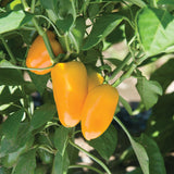 Vertical Farmer - 11" Patio Pots with Trellis