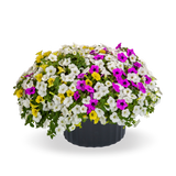 6" pot - Combos