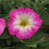 3.5" pot - Petunia