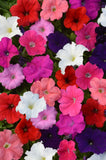 3-pack - Petunia