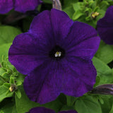 3-pack - Petunia