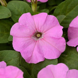 3-pack - Petunia