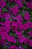3-pack - Petunia