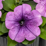 3.5" pot - Petunia