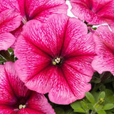3-pack - Petunia