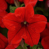 3.5" pot - Petunia