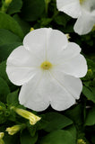 3-pack - Petunia