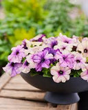 3.5" pot - Petunia