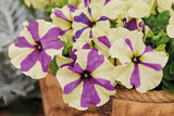 3.5" pot - Petunia