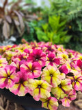 3.5" pot - Petunia