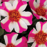 5" pot - Moss Rose (Portulaca)