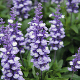 4" pot - Salvia