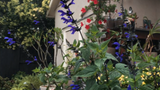 6" pot - Salvia Bodacious
