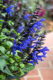 6" pot - Salvia Bodacious