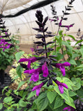 6" pot - Salvia Bodacious