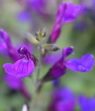 4" pot - Salvia