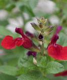 4" pot - Salvia