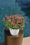 4" pot - Salvia