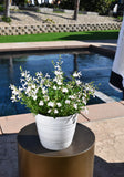 4" pot - Salvia
