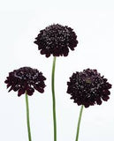 3.5" pot - Scabiosa Scoop