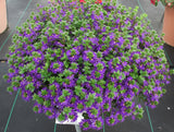 6" pot - Scaevola