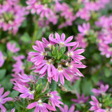 6" pot - Scaevola