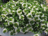 6" pot - Scaevola