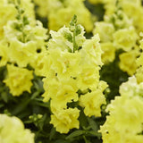 3.5" pot - Snapdragon Twinny Double