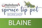 Blaine - Spruce Tip Pot Workshop 2025
