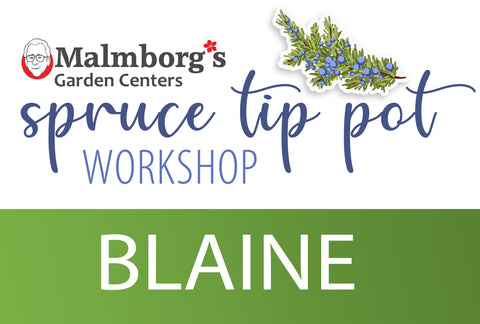 Blaine - Spruce Tip Pot Workshop 2025