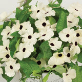 5" pot - Thunbergia