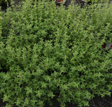Herb - 4" pot