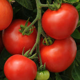 6.3" pot - Tomatoes