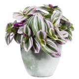 10" Hanging Basket - Tradescantia