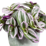 4" pot - Tradescantia