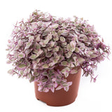 10" Hanging Basket - Tradescantia