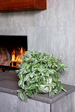 4" pot - Tradescantia