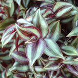 4" pot - Tradescantia