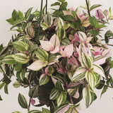 4" pot - Tradescantia